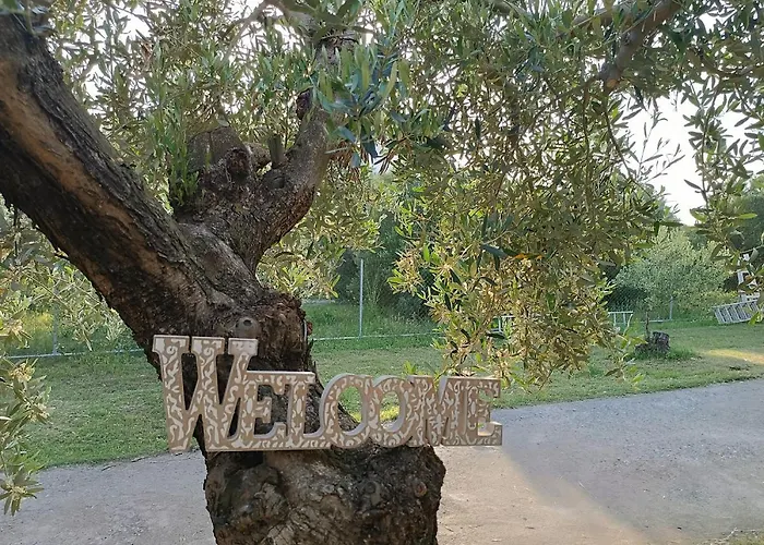 The Secret Olive House