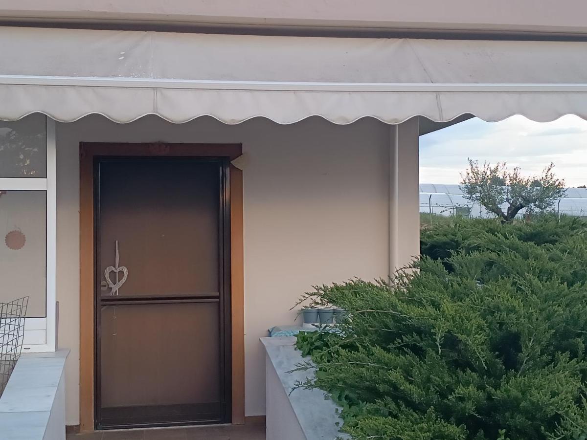 The Secret Olive House
