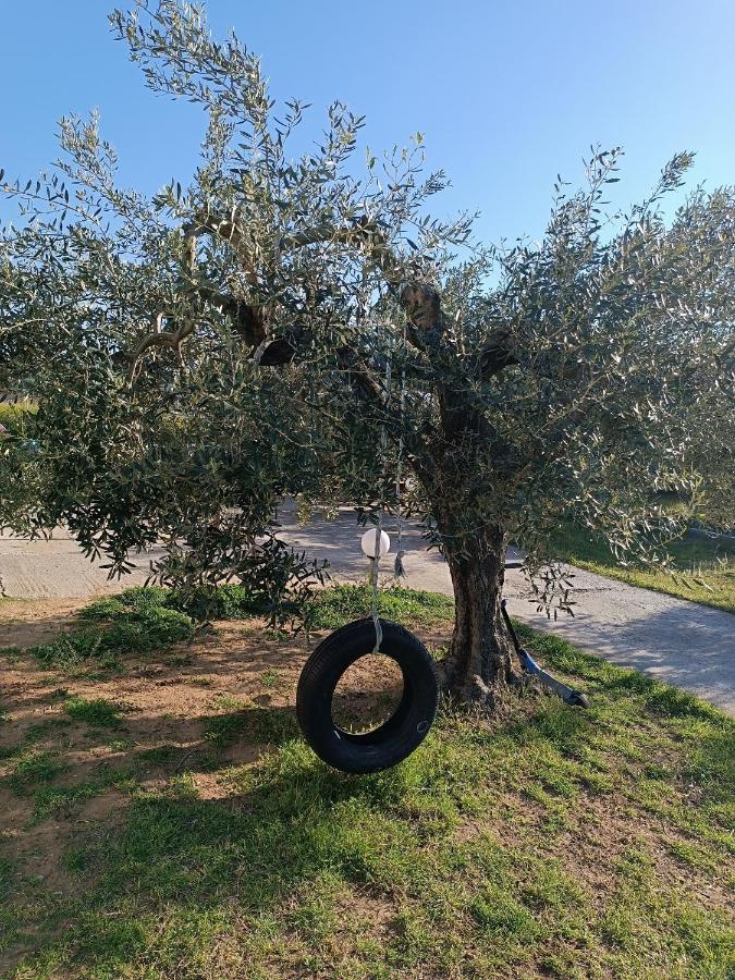 The Secret Olive House