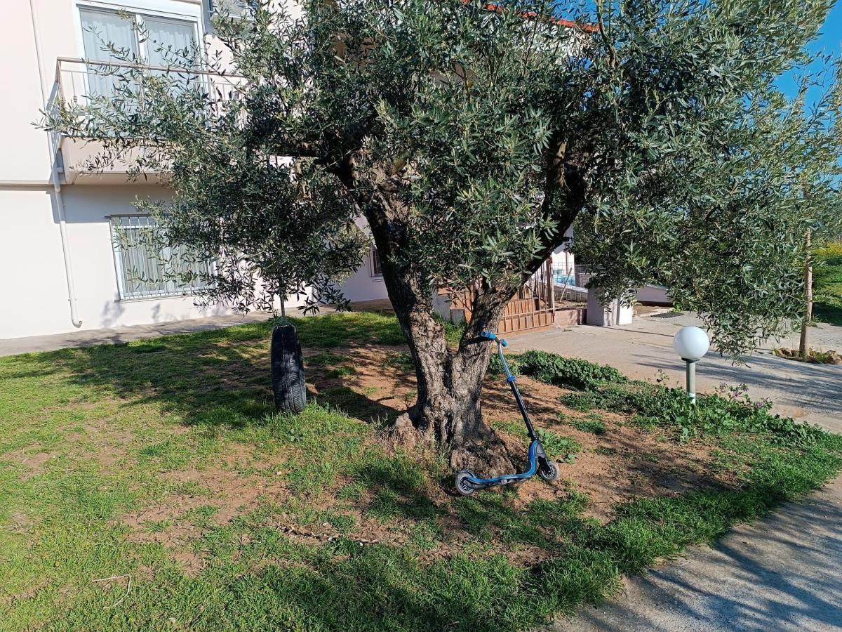 The Secret Olive House *